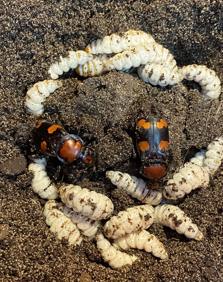 A lovely ABB family eating a rat together.